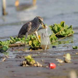 Plastika u oceanima