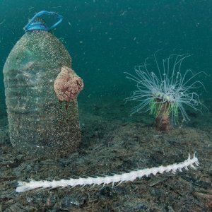 Plastika u oceanima