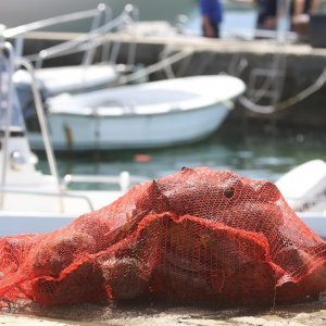 Savudrija: Više od 200 ronioca iz Hrvatske i Slovenije sudjelovalo u akciji Čišćenje bez granica