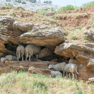 Ovce se štite od vrućine