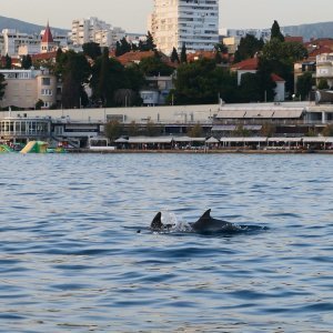 Split - Jato dupina kod plaže Bačvice