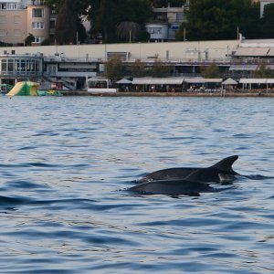 Split - Jato dupina kod plaže Bačvice