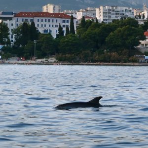 Split - Jato dupina kod plaže Bačvice