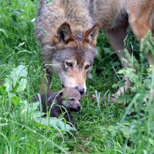 Obitelj vukova u Safari parku Longleat