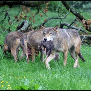 Obitelj vukova u Safari parku Longleat