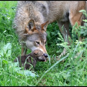 Obitelj vukova u Safari parku Longleat