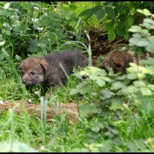 Obitelj vukova u Safari parku Longleat