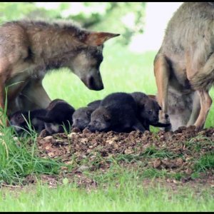 Obitelj vukova u Safari parku Longleat