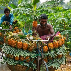 Bangladeški prodavači ananasa