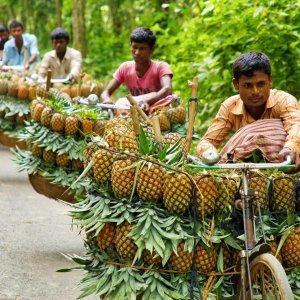 Bangladeški prodavači ananasa