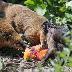 Hladne poslastice u Zoološkom vrtu