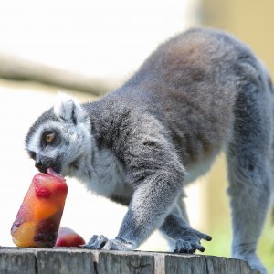 Hladne poslastice u Zoološkom vrtu