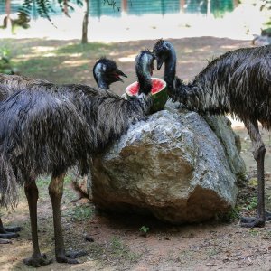 Hladne poslastice u Zoološkom vrtu