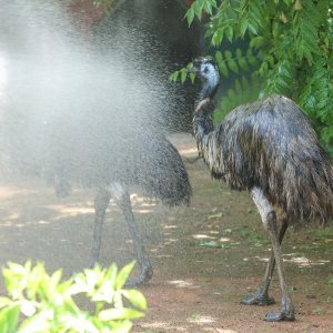 Hladne poslastice u Zoološkom vrtu