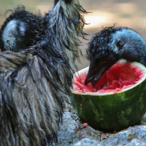 Hladne poslastice u Zoološkom vrtu