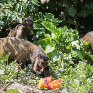 Hladne poslastice u Zoološkom vrtu