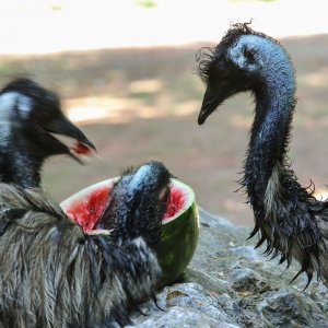 Hladne poslastice u Zoološkom vrtu