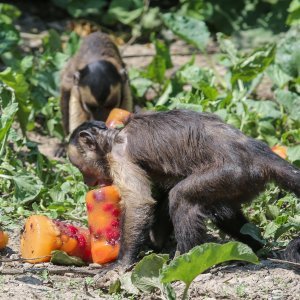 Hladne poslastice u Zoološkom vrtu