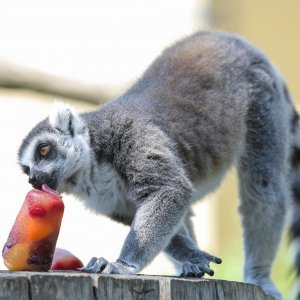 Životinje u Zagrebačkom ZOO-u uživaju u hladnim poslasticama