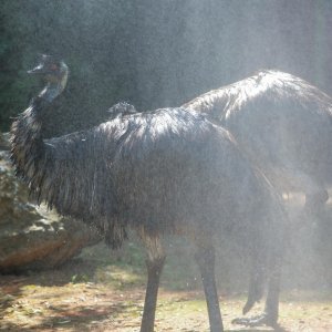 Životinje u Zagrebačkom ZOO-u uživaju u hladnim poslasticama