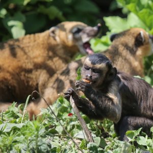 Životinje u Zagrebačkom ZOO-u uživaju u hladnim poslasticama