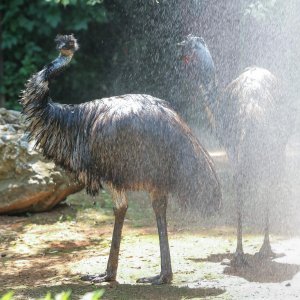 Životinje u Zagrebačkom ZOO-u uživaju u hladnim poslasticama