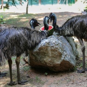 Životinje u Zagrebačkom ZOO-u uživaju u hladnim poslasticama