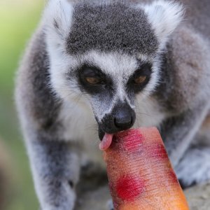 Životinje u Zagrebačkom ZOO-u uživaju u hladnim poslasticama