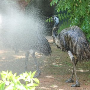 Životinje u Zagrebačkom ZOO-u uživaju u hladnim poslasticama