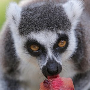 Životinje u Zagrebačkom ZOO-u uživaju u hladnim poslasticama