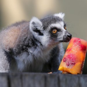 Životinje u Zagrebačkom ZOO-u uživaju u hladnim poslasticama