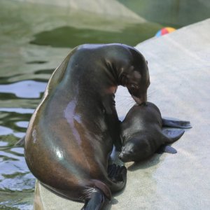 Životinje u Zagrebačkom ZOO-u uživaju u hladnim poslasticama