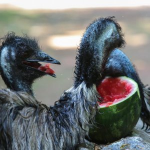 Životinje u Zagrebačkom ZOO-u uživaju u hladnim poslasticama