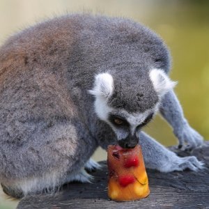 Životinje u Zagrebačkom ZOO-u uživaju u hladnim poslasticama