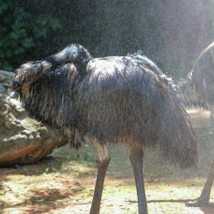 Životinje u Zagrebačkom ZOO-u uživaju u hladnim poslasticama