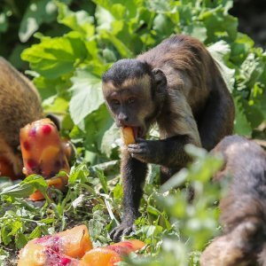 Životinje u Zagrebačkom ZOO-u uživaju u hladnim poslasticama