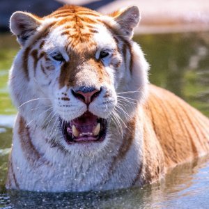 Park tigrova u Dassowu