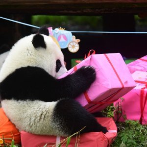 Rođendansko slavlje panda