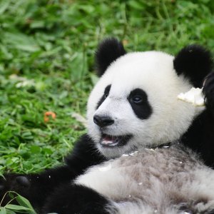 Rođendansko slavlje panda