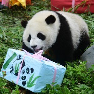 Rođendansko slavlje panda