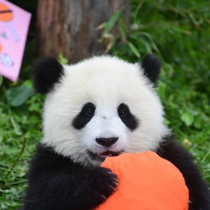 Rođendansko slavlje panda