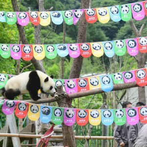 Rođendansko slavlje panda