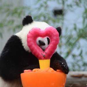 Rođendansko slavlje panda