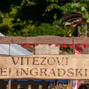 Svetvinčenat: Viteške borbe na Srednjovjekovnom festivalu oduševile posjetitelje (1)