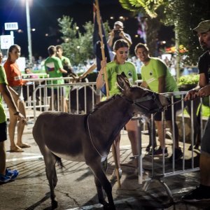 Održana 14. Međunarodna utrka tovara