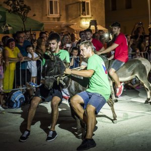 Održana 14. Međunarodna utrka tovara