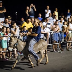 Održana 14. Međunarodna utrka tovara