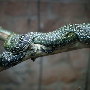 Izložba živih zmija - Snakes on Stross