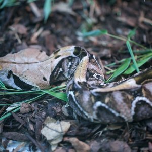 Izložba živih zmija - Snakes on Stross