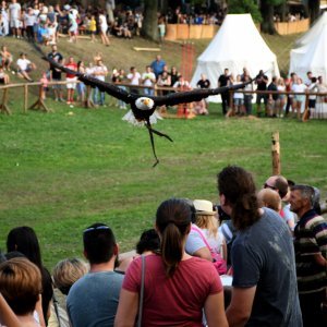 Koprivnica: Sokolari iz Slovačke najveća atrakcija zadnjeg dana Renesansnog festivala